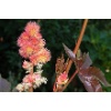 Fig. 1: Blossoming castor bean bush